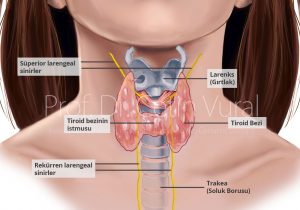 Tiroid Hastalıkları 3 - Op. Dr. Selçuk Kihtir