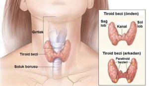 Tiroid Hastalıkları 4 - Op. Dr. Selçuk Kihtir